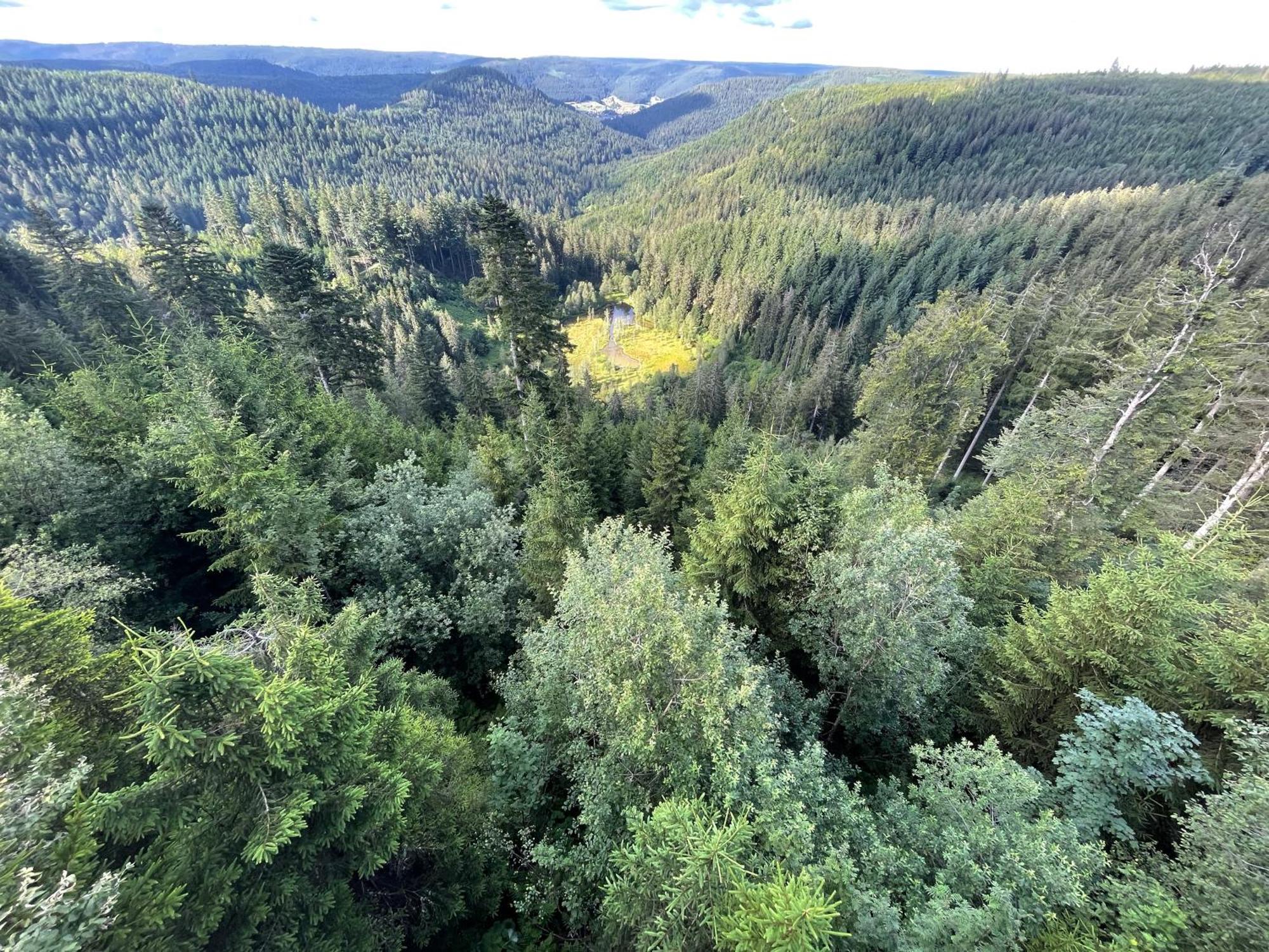 Casa Black Forest - Kniebis *